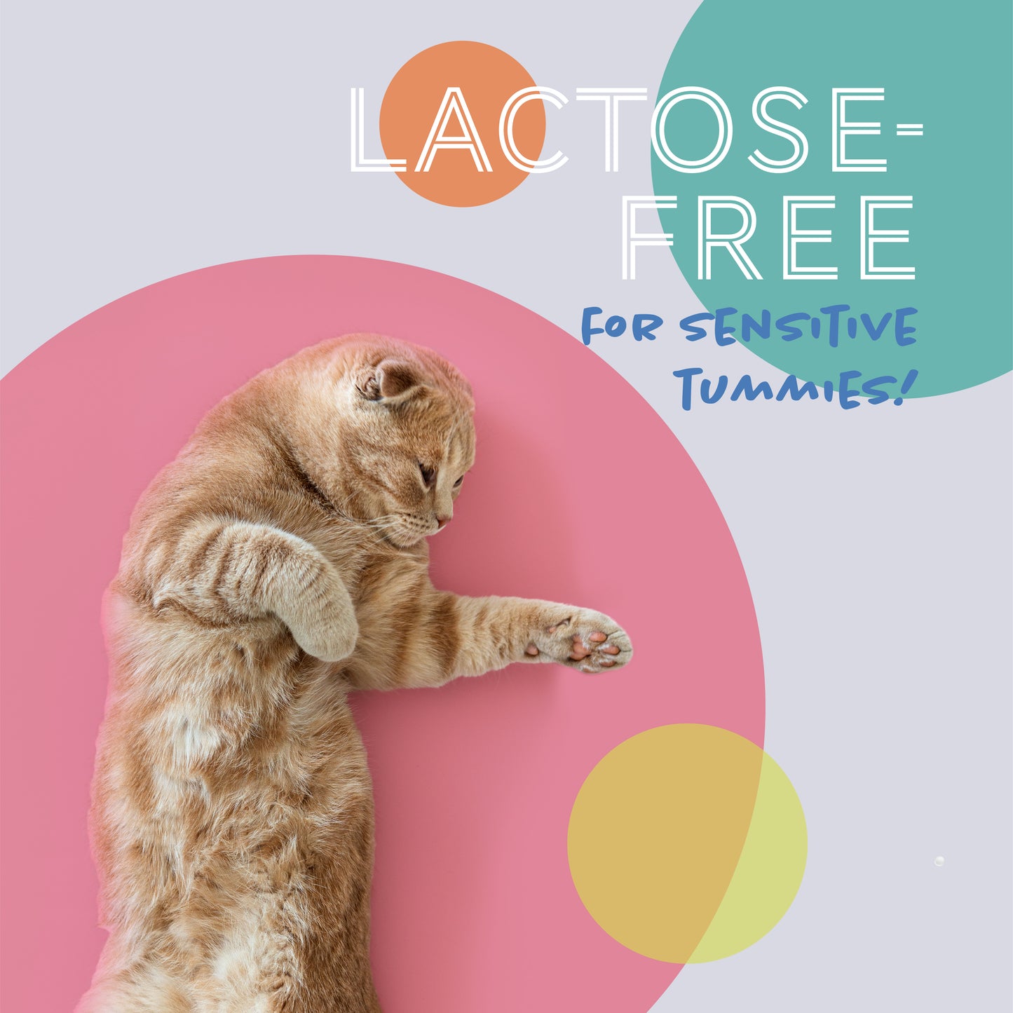 Daily Delight Lactose Free Moo Milk for Pets 1L